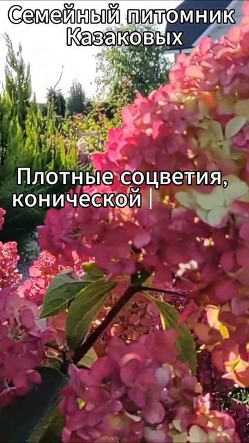 фрайз мельба #гортензияметельчатая