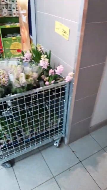 Неожиданно ❗В Магнит г. Омск привезли орхидеи 05.03