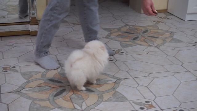 Девочка из помета 