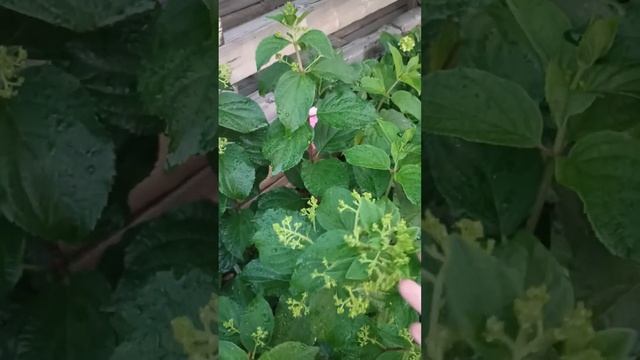 В Кировской области ночи уже холодные, гортензии начи?