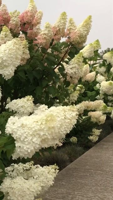 PERFECT HYDRANGEAS #гортензия #flowers #garden #гортензія #hortensia #shorts #bea