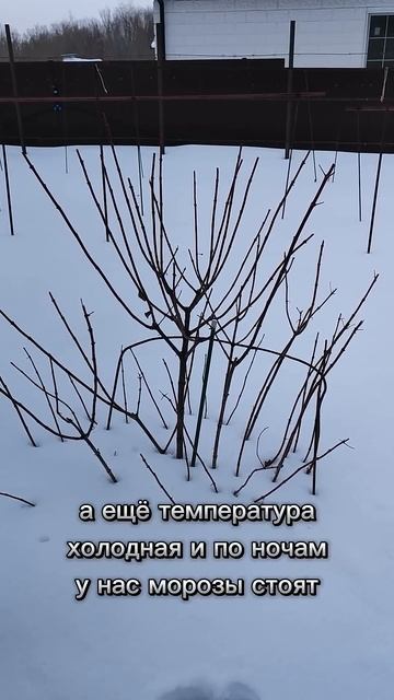 Пока рано #цветы #сад #дача #гортензии #обрезкагортензи