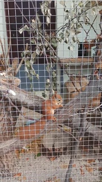 белка есть орех #shorts