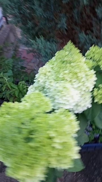 Красавчик Диамантино на штабе. Гортензия метельчатая.