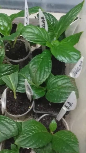 Мой детский сад укорененных черенков крупнолистной г?