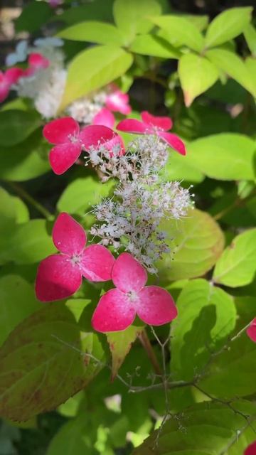 И это тоже гортензии#гортензія #garden #гортензия #flowers #hort