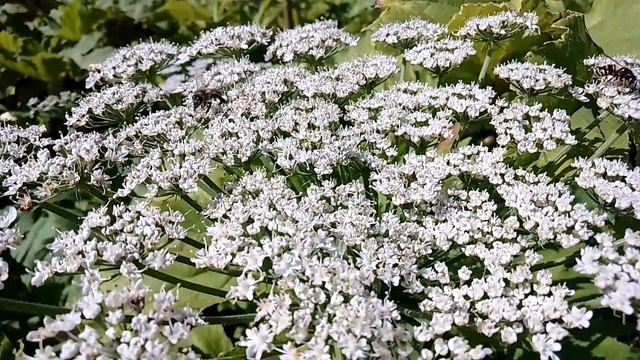 На цветах борщевика. ч.3. Июль 2023