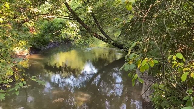 Деревенский туризм в Загарино: Гуляю со шпицами в Загарино/22.07.21