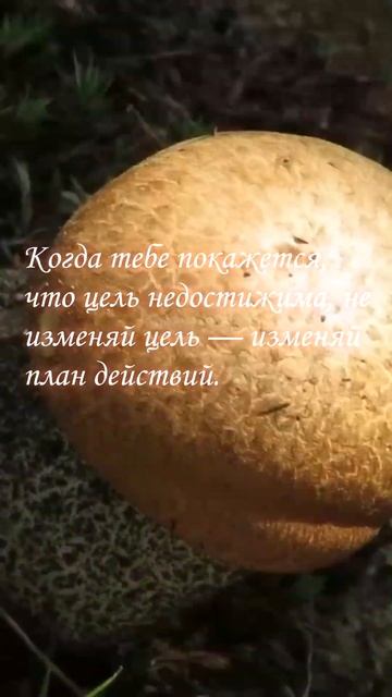 6e4f2f5375ab590607c961af051ef949