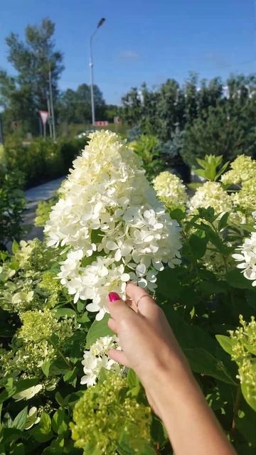 Лето🌞..Сад и огород😄 Выбор растений🌾🌻#гортензия #Fl