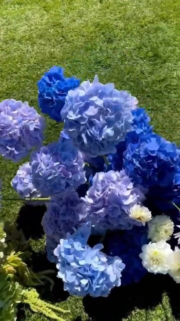 #blue#hydrangea #гортензия #garden #гортензія #flowers #park#jardin #アジサイ