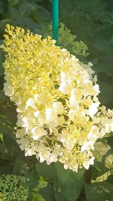 Cadbf029fdfa7c6506b72538dc01f8cd