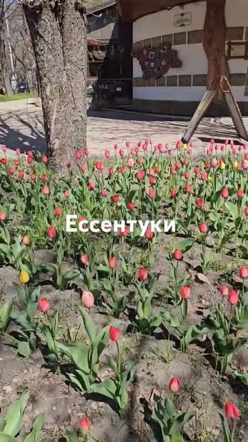 Вербное воскресенье ! #гортензий #цветы #садоводничест