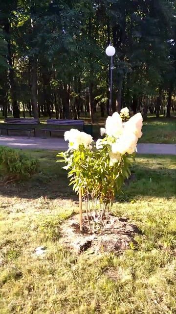 Гортензии в парке #жодино #лето