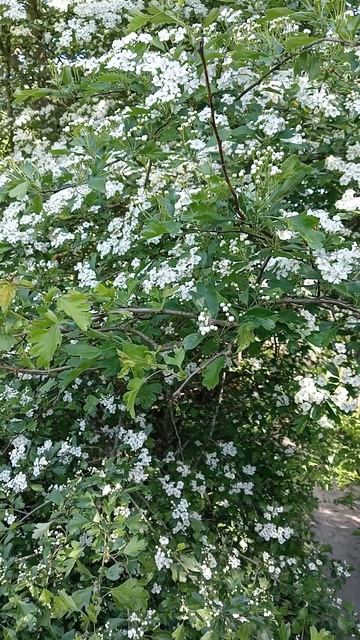 Боярышник в деревне возле Великого Новгорода. 28 мая 2023