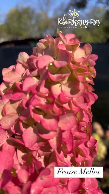Hydrangea Paniculata 'Fraise Melba'/ Гортензія волотиста Фрайз Мельба