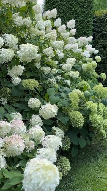 #limelight#hydrangea#macrophylla#hortensia#гортензия#garden#гортензія#flowers#jar