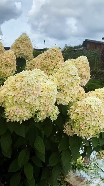 #гортензииметельчатые