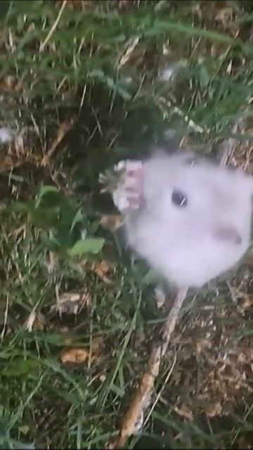 Жилотинка ест клевер