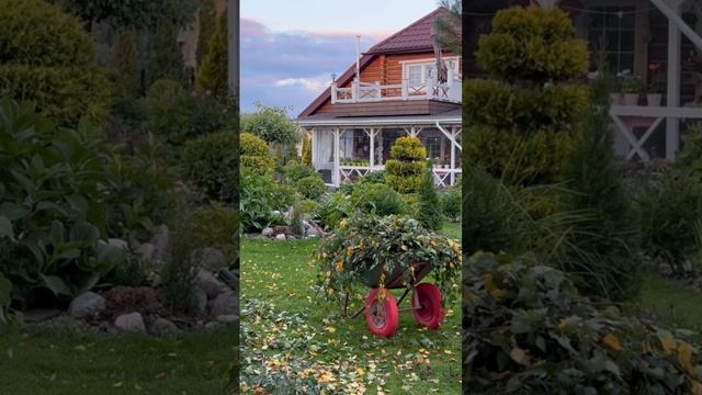 Скоро будет так , буду бегать и укрывать ГОРТЕНЗИИ 😀