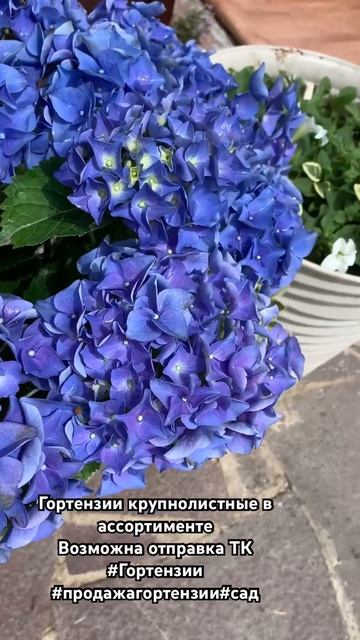 Крупнолистные гортензии в продаже, 3 расцветки.Заказ 89