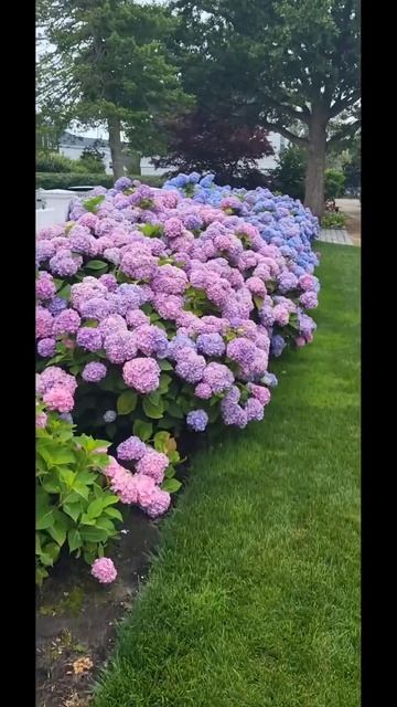 #capecod #usa#hydrangea #гортензия #flowers #garden #festival#садгортензий #ma