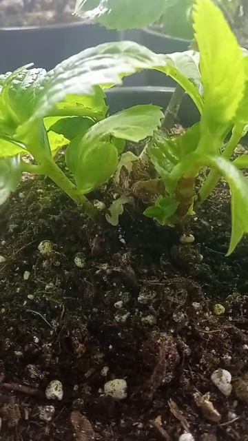 ГОРТЕНЗИЯ🌿