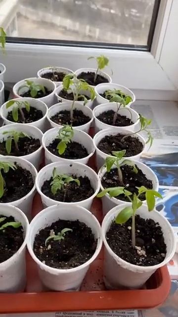 Кому нужна рассада?!