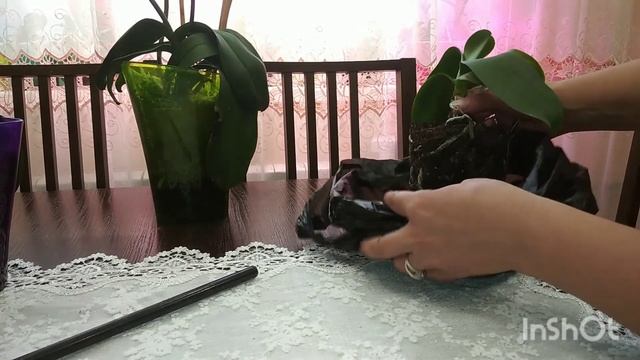 Орхідейний ШОК😲І знову Орхідеї віддавашки посаджені