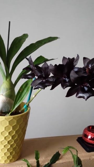 ЧЁРНАЯ ОРХИДЕЯ