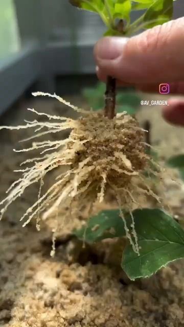 Результат зеленого черенкования.#гортензии #гортензи?