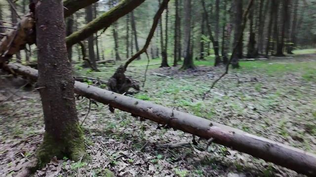 Кружимся во круг деревьев #FPV