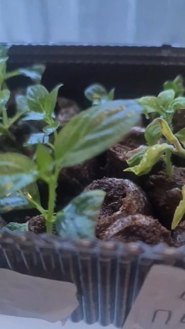 метельчатая гортензия  пиксио. Черенки