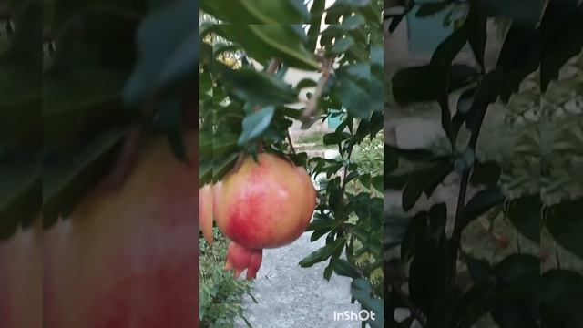 Какие должны быть  Гранаты! Жизнь после инсульта.