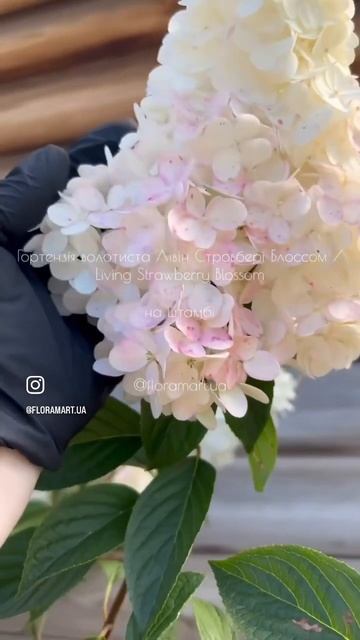 Гортензія волотиста Лівін Стровбері Блоссом / Living Strawbe