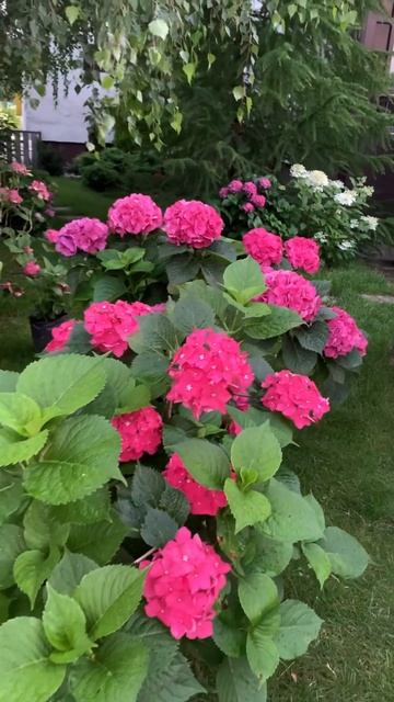 Прекрасные гортензии#гортензия #garden #flowers #гортензія #sh