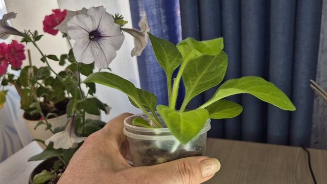 Обрезка и формирование петуний