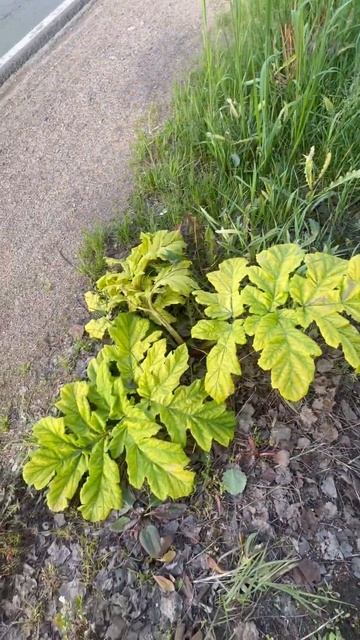 Стеб. Борщевик депортирован!