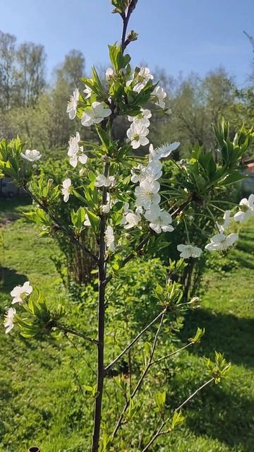 Вишня Любская цветет