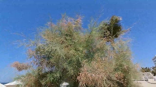 Красивый и нежный тамарикс.🌺 Вопрос к моим зрителям?