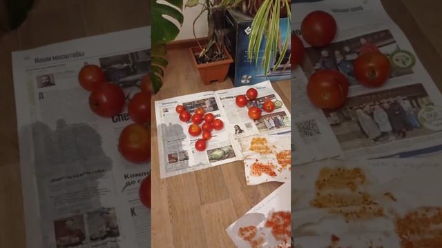 Как собираю свои семена помидор. Производители семян ?