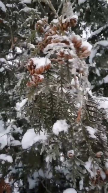 Зимняя волшебная лесная сказка.