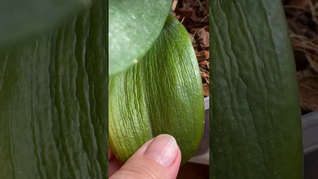 Вторая после пересадки