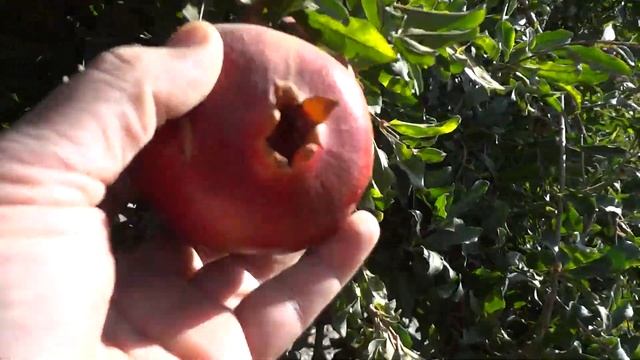 Хэнфорд(Калифорния)Конец октября время урожая Хурмы и