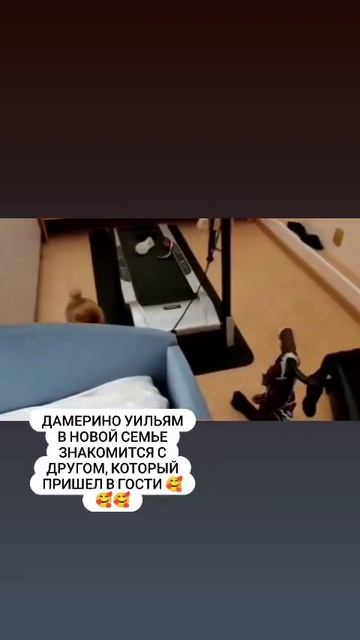 Купить шпица 📲 +79874100700