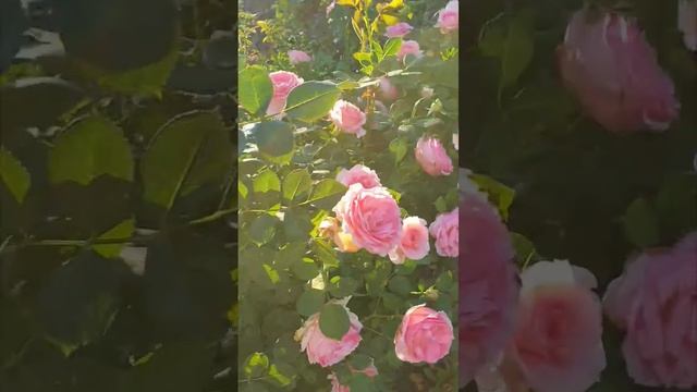 3ee6346b72cf98e875e478e1558e4577