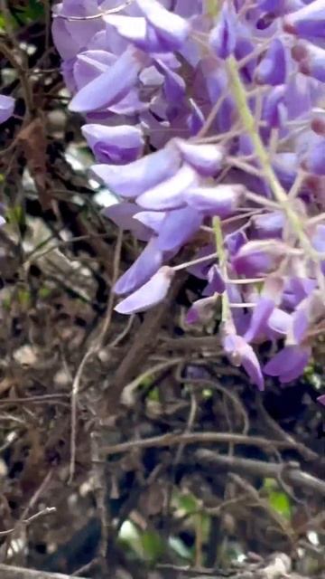 Трудовые будни у пчелы #shortvideo #глициния #пчела