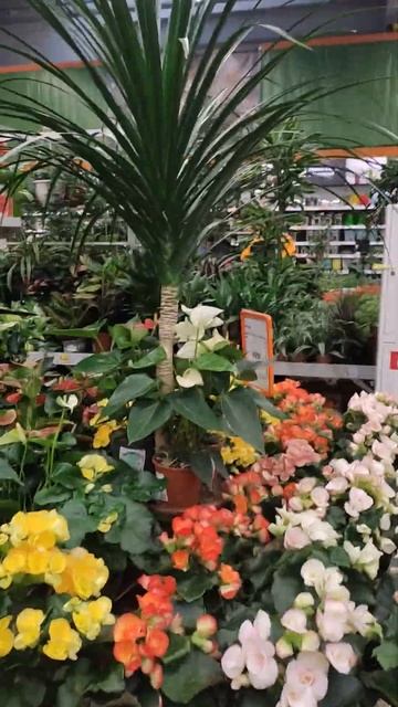 Немного цветов из магазина ОБИ#shorts