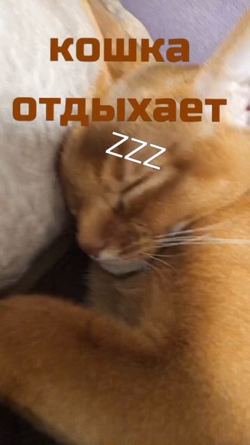 Кошка отдыхает 🤤😴