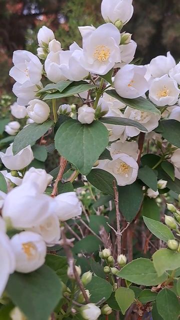 Добрый вечер, мои дорогие!!!🤗🤗🤗 Good Evening, My Dear Friends!!!🤗🤗🤗